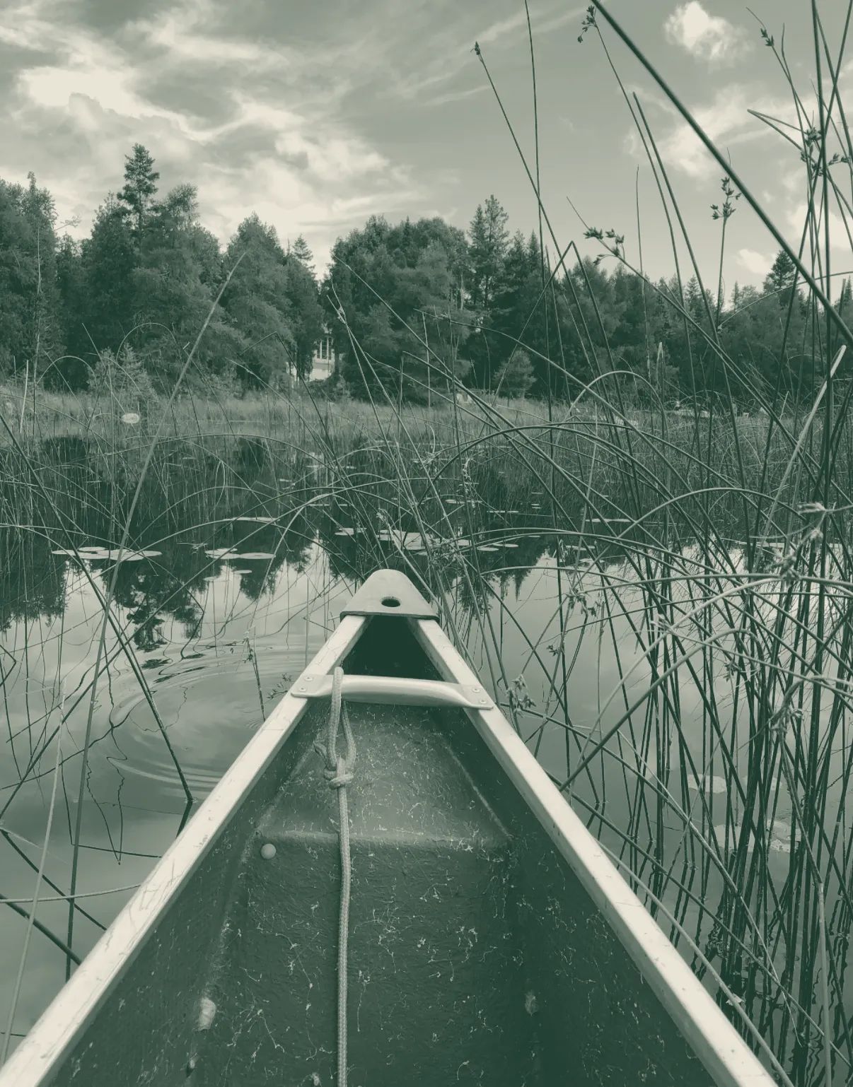 Canoe bow gliding through reeds on still water