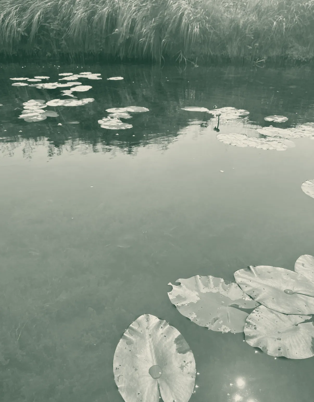 Lily pads, duotone